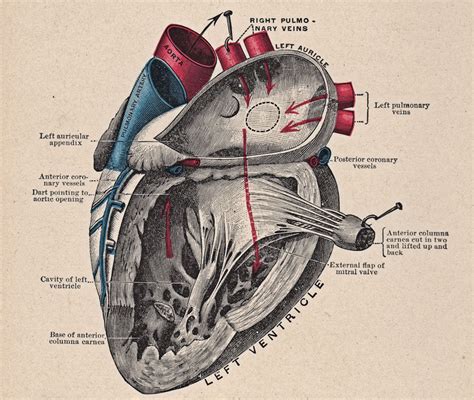 12 Detailed Labelled Diagram Of The Heart Robhosking Diagram