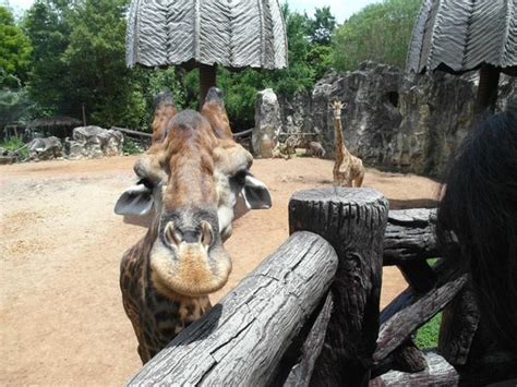 Dusit Zoo Bangkok Thailand Top Tips Before You Go With Photos