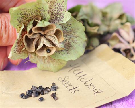 Collecting seeds from flowers: how and when to do it | GardeningEtc