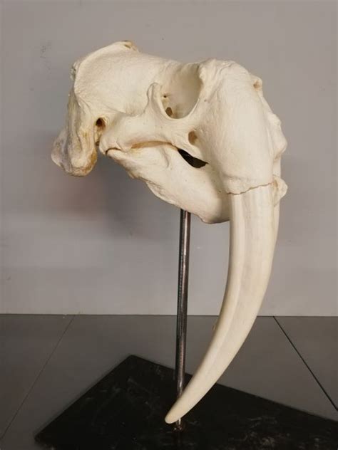 Walrus Skull With Long Tusks Odobenus Rosmarus Catawiki