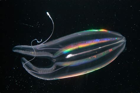 Gallery: Meet 6 bewitching, rarely seen creatures from the ocean’s
