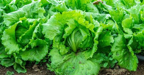 Iceberg Lettuce Growing And Care Guide The Garden Magazine