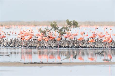 The Bahamas Are Filled With Flamingos Once Again Audubon