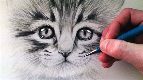 How To Draw A Realistic Kitten Step By Step