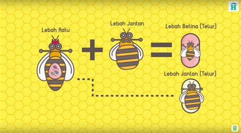 Madu sarang lebah serangga kartun kumbang hewan kuning lebah madu alam. Infografis Animasi Lebah Madu dan Koloninya - House of ...