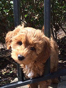 Golden star family puppies | north carolina. Australian labradoodle puppies for sale Raleigh, Durham ...