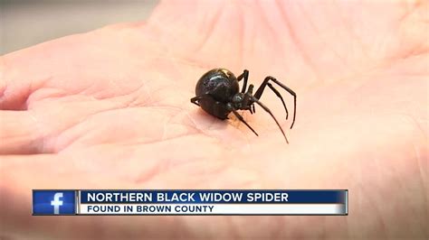 Northern Black Widow Spider Discovered In Brown County Youtube