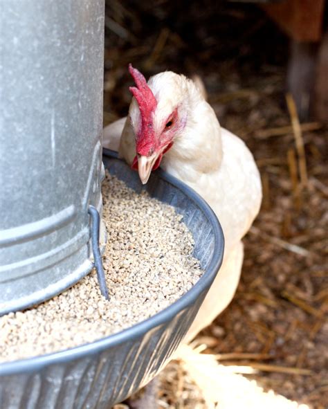 You need to mix the powder in warm or hot water, transfer it into the feeding bottle, and benefits: Selecting the Right Chicken Feed | Blain's Farm & Fleet Blog