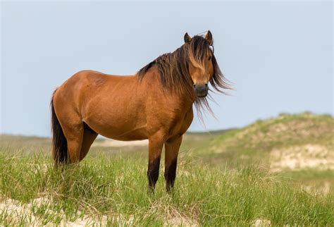 Photos The Wild Horses Of Sable Island Canadian Geographic