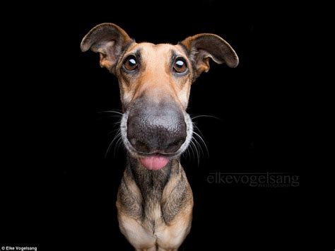 Hilarious Photos Capture Dogs Goofy Expressions Artofit