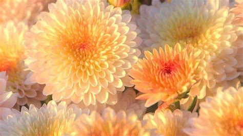 Chrysanthemum Wallpapers Wallpaper Cave