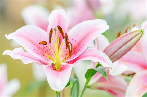 Best Fragrant Flowers To Grow In Your Garden