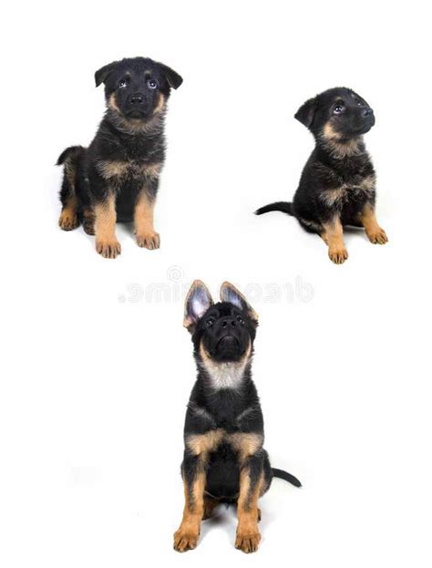 German Shepherd Growth Stages Petsidi