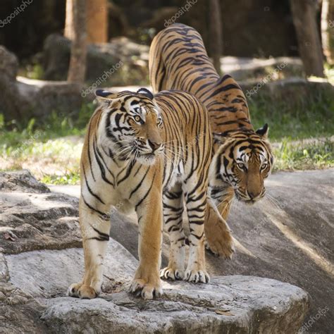 Two Bengal Tigers Stock Photo By Kung Mangkorn
