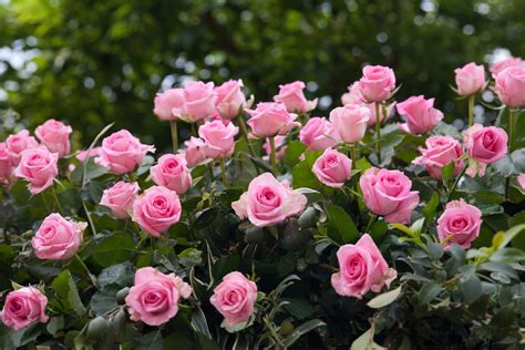 Róże Ogrodowe Odmiany I Porady Pielęgnacyjne Home