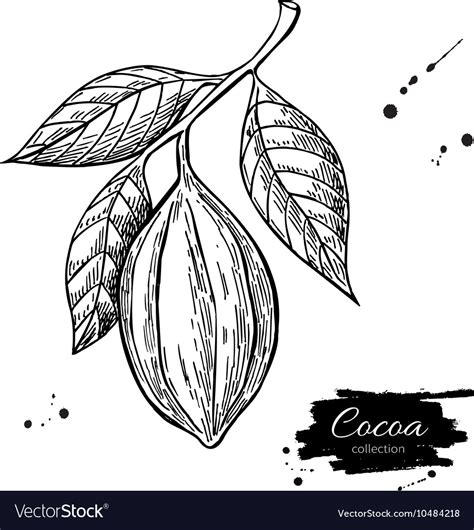 Cocoa Branch Superfood Drawing Isolated Royalty Free Vector