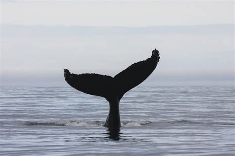 Closer To Nature Whale And Bird Watching From Akureyri