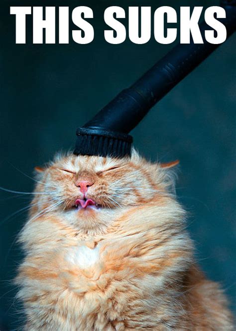 Irti Funny Picture 1264 Tags Cat Ginger Hoover Vacuum Thissucks