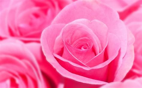 Pink Rose Pictures Download Free Pixelstalknet