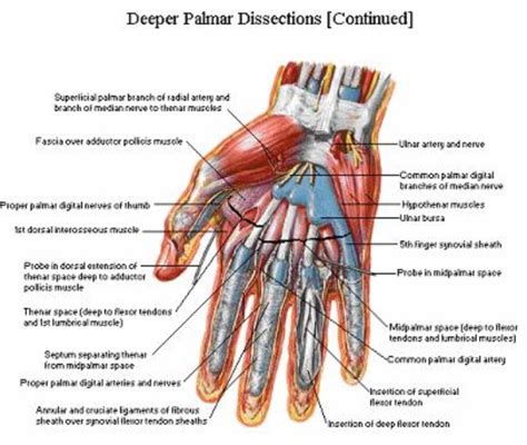 Palmer Aspect Of The Hand And Wrist Netter Human Body Anatomy