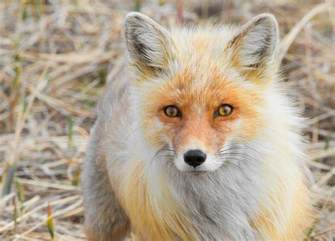 American Red Fox Wikipedia