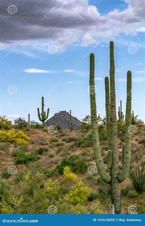 Tall Cactus In The Arizona Desert Stock Image Image Of Scenery
