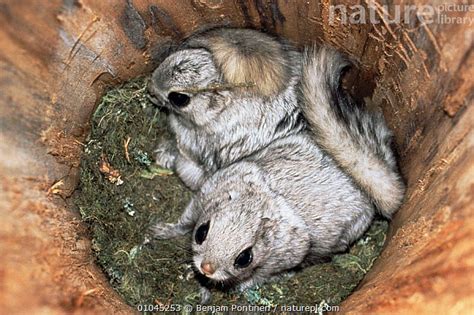 Stock Photo Of Siberian Flying Squirrels In Nest Pteromys Volans