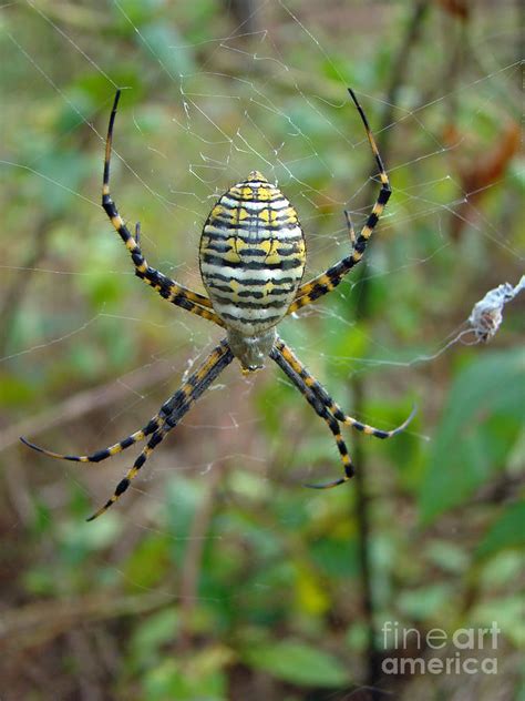 Banded Argiope Orb Weaver Spider Argiope Trifasciata Photograph By