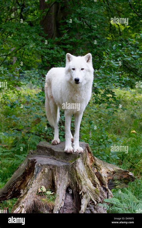 Canis Lupus Albus Tundra Wolf Alpha Leader Animal Tree Stump