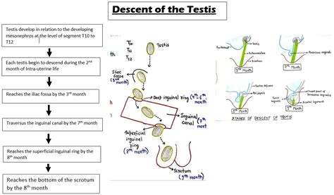 Descent Of The Testis Embryology Testiculardescent Grepmed