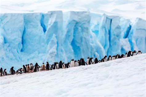 Antarktika Pingvini 1 Kek