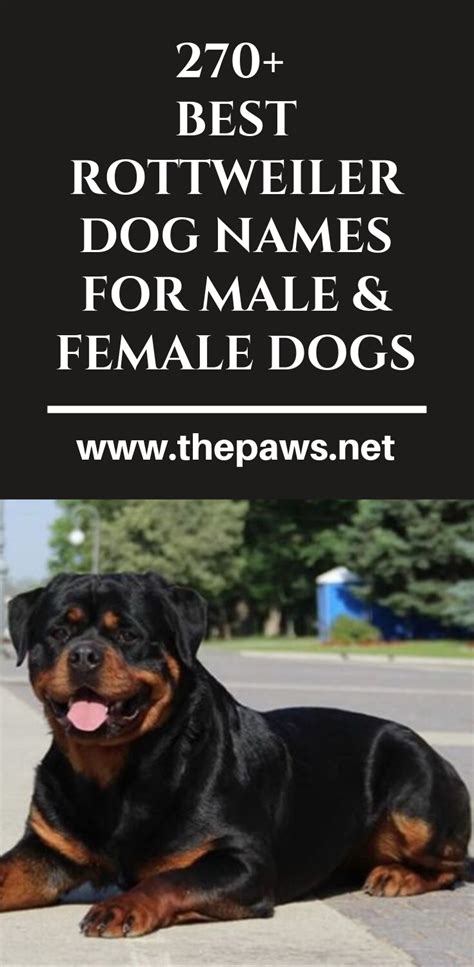 Just like human babies, new pet parents also face a similar predicament what to name their new furry baby. 270+ Best Rottweiler Dog Names for Male & Female Dogs | Rottweiler dog names, Dog names ...