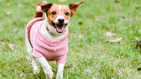 Sweterek dla psa - jak dobrać rozmiar? Rodzaje - Dzień Dobry TVN