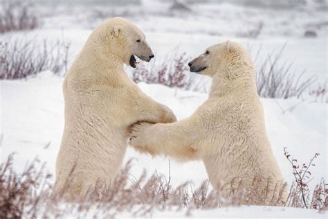 What Life Is Like In The ‘polar Bear Capital Of The World