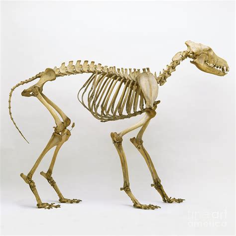 Grey Wolf Canis Lupus Skeleton Photograph By Colin Keates Dorling