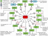 c‑Abl‑mediated tyrosine phosphorylation of DNA damage response proteins ...