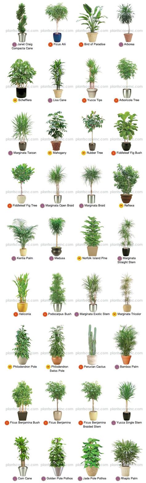 38 Best Images About Indoor Tropical Plants On Pinterest