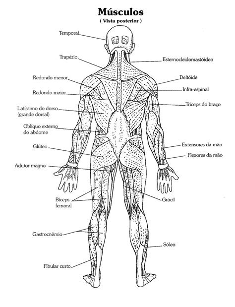 Alguns Músculos Na Visão Posterior Relembrando Nomes E Colorindo