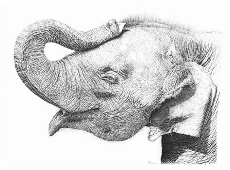 Photorealistic Pencil Drawings Of Animals Remrovs Artwork