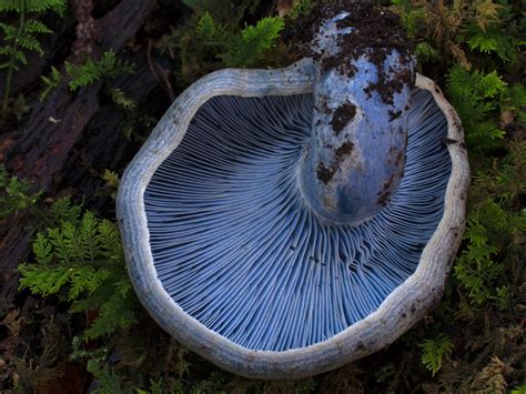 Finding Fungi A Look At Indias Wild Edible Mushrooms