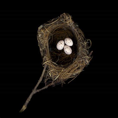 Fresh Pics Birds Nests Photography By Sharon Beals