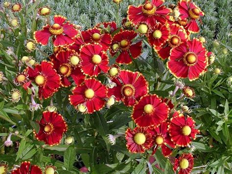 Helenium Autumnale Helena Red Shades Perennial That Blooms Late