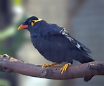 Pictures and information on Common Hill Myna