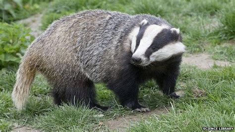 Badger Cull Appeal Judgment Reserved Bbc News