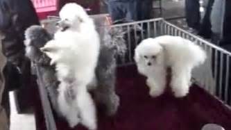 Dancing Poodle Shows His Pedigree As He Rears Up On His Hind Legs And