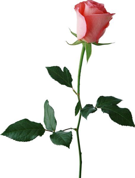 Rose Bud Clipart Free Download On Clipartmag