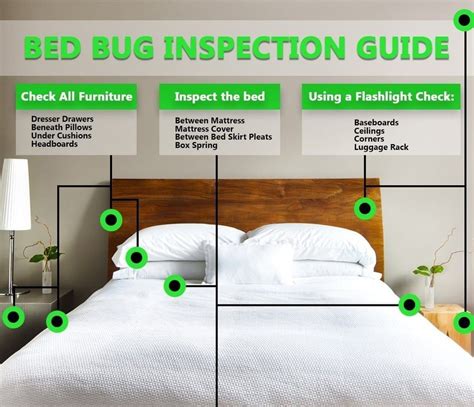 How To Get Rid Of Bed Bugs In An Apartment Townhustle