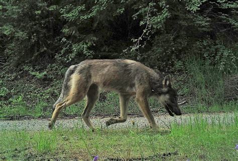 Washingtons Wolves Conservation Northwest
