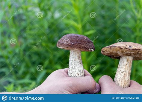 Male Hands Holding Mushroom In Forest Meadow Boletus Edulis White