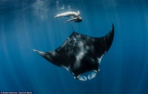 Professional Mermaid Goes Tail To Tail With Giant Manta Ray Five Times